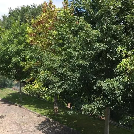 Casa De Madeira Palmaz